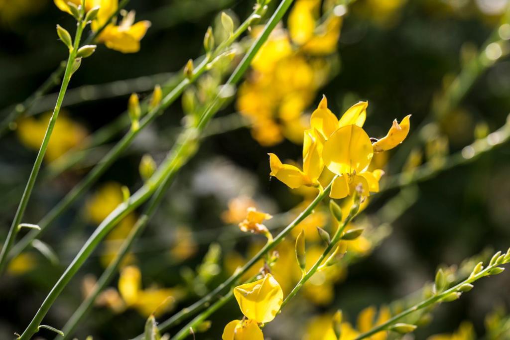 Casali Costadoro 아쿠아비바 피세나 외부 사진